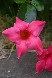Madinia Coral Pink Mandevilla (Mandevilla 'Madinia Coral Pink') at Wolf's Blooms & Berries