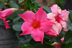 Pink Mandevilla (Mandevilla 'Pink') at Wolf's Blooms & Berries