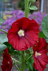 Mars Magic Hollyhock (Alcea rosea 'Mars Magic') at Wolf's Blooms & Berries