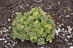Lime Twister Stonecrop (Sedum 'Lime Twister') at Wolf's Blooms & Berries