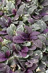 Burgundy Glow Bugleweed (Ajuga reptans 'Burgundy Glow') at Wolf's Blooms & Berries