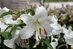 Casa Blanca Lily (Lilium 'Casa Blanca') at Wolf's Blooms & Berries