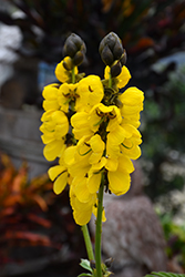 Popcorn Cassia (Senna didymobotrya) at Wolf's Blooms & Berries
