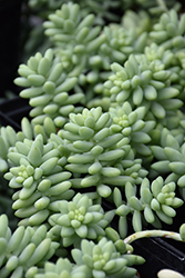 Burrito Stonecrop (Sedum morganianum 'Burrito') at Wolf's Blooms & Berries