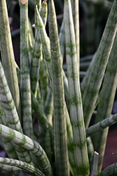 Cylindrical Snake Plant (Sansevieria cylindrica) at Wolf's Blooms & Berries