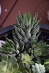 Zebra Plant (Haworthia fasciata) at Wolf's Blooms & Berries