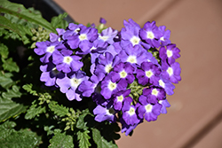 Empress Flair Amethyst Charme Verbena (Verbena 'Empress Flair Amethyst Charme') at Wolf's Blooms & Berries