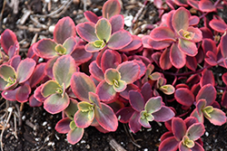 Sunsparkler Wildfire Stonecrop (Sedum 'Wildfire') at Wolf's Blooms & Berries