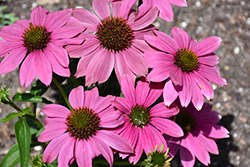 PowWow Wild Berry Coneflower (Echinacea purpurea 'PowWow Wild Berry') at Wolf's Blooms & Berries