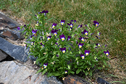 Johnny Jump-Up (Viola tricolor) at Wolf's Blooms & Berries