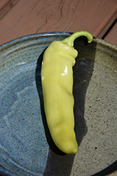 Hungarian Yellow Wax Sweet Pepper (Capsicum annuum 'Hungarian Yellow Wax') at Wolf's Blooms & Berries
