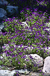 Johnny Jump-Up (Viola tricolor) at Wolf's Blooms & Berries