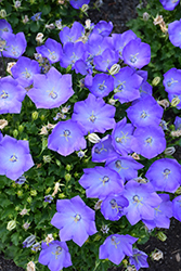 Rapido Blue Bellflower (Campanula carpatica 'Rapido Blue') at Wolf's Blooms & Berries