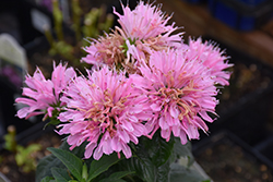 Sugar Buzz Pink Frosting Beebalm (Monarda 'Pink Frosting') at Wolf's Blooms & Berries