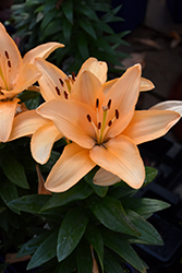 Lily Looks Tiny Moon Lily (Lilium 'Tiny Moon') at Wolf's Blooms & Berries