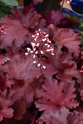 Forever Red Coral Bells (Heuchera 'Forever Red') at Wolf's Blooms & Berries