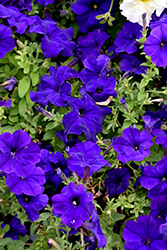 Dreams Midnight Petunia (Petunia 'Dreams Midnight') at Wolf's Blooms & Berries