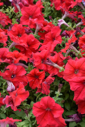 Dreams Red Petunia (Petunia 'Dreams Red') at Wolf's Blooms & Berries