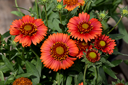 SpinTop Red Blanket Flower (Gaillardia aristata 'SpinTop Red') at Wolf's Blooms & Berries