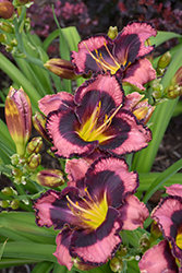 Rainbow Rhythm Storm Shelter Daylily (Hemerocallis 'Storm Shelter') at Wolf's Blooms & Berries