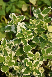 Variegated Pineapple Mint (Mentha suaveolens 'Variegata') at Wolf's Blooms & Berries