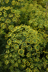 Fernleaf Dill (Anethum graveolens 'Fernleaf') at Wolf's Blooms & Berries