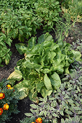 Endive (Cichorium endivia) at Wolf's Blooms & Berries