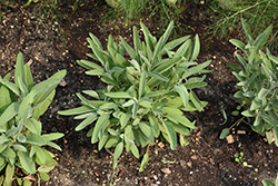 Common Sage (Salvia officinalis) at Wolf's Blooms & Berries