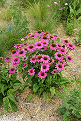 PowWow Wild Berry Coneflower (Echinacea purpurea 'PowWow Wild Berry') at Wolf's Blooms & Berries