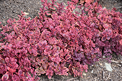 Sunsparkler Wildfire Stonecrop (Sedum 'Wildfire') at Wolf's Blooms & Berries