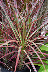 Colorama Dracaena (Dracaena marginata 'Colorama') at Wolf's Blooms & Berries