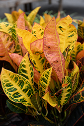 Petra Variegated Croton (Codiaeum variegatum 'Petra') at Wolf's Blooms & Berries