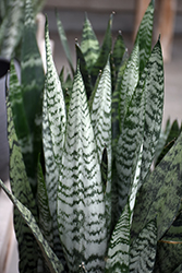 Snake Plant (Sansevieria trifasciata) at Wolf's Blooms & Berries