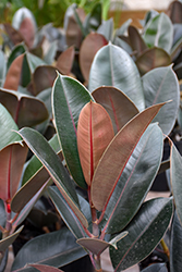 Burgundy Rubber Tree (Ficus elastica 'Burgundy') at Wolf's Blooms & Berries