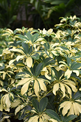 Gold Capella Schefflera (Schefflera arboricola 'Gold Capella') at Wolf's Blooms & Berries