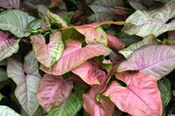 Pink Allusion Arrowhead Plant (Syngonium podophyllum 'Pink Allusion') at Wolf's Blooms & Berries