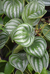 Watermelon Peperomia (Peperomia argyreia) at Wolf's Blooms & Berries