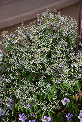 Breathless White Euphorbia (Euphorbia 'Balbrewite') at Wolf's Blooms & Berries