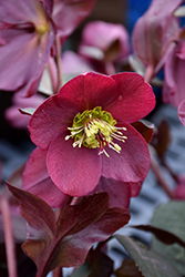 Anna's Red Hellebore (Helleborus 'Anna's Red') at Wolf's Blooms & Berries