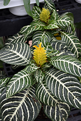 Zebra Plant (Aphelandra squarrosa) at Wolf's Blooms & Berries