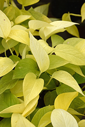 Neon Pothos (Epipremnum aureum 'Neon') at Wolf's Blooms & Berries