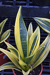 Golden Flame Snake Plant (Sansevieria trifasciata 'Golden Flame') at Wolf's Blooms & Berries