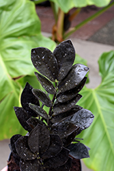 Raven ZZ Plant (Zamioculcas zamiifolia 'Dowon') at Wolf's Blooms & Berries