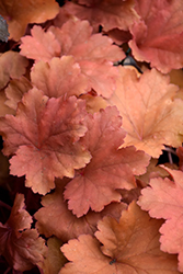 Rio Coral Bells (Heuchera 'Rio') at Wolf's Blooms & Berries