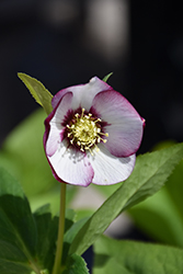 Honeymoon French Kiss Hellebore (Helleborus 'French Kiss') at Wolf's Blooms & Berries