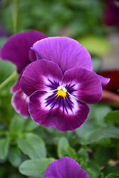 Cool Wave Raspberry Pansy (Viola x wittrockiana 'PAS1196270') at Wolf's Blooms & Berries