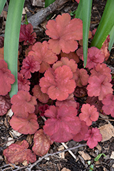 Heureka Amber Lady Bells (Heuchera 'Amber Lady') at Wolf's Blooms & Berries