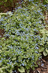 Jack Frost Bugloss (Brunnera macrophylla 'Jack Frost') at Wolf's Blooms & Berries