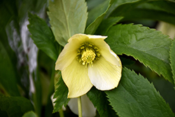 Honeymoon California Dreaming Hellebore (Helleborus 'California Dreaming') at Wolf's Blooms & Berries