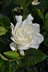 Aimee Gardenia (Gardenia jasminoides 'Aimee') at Wolf's Blooms & Berries